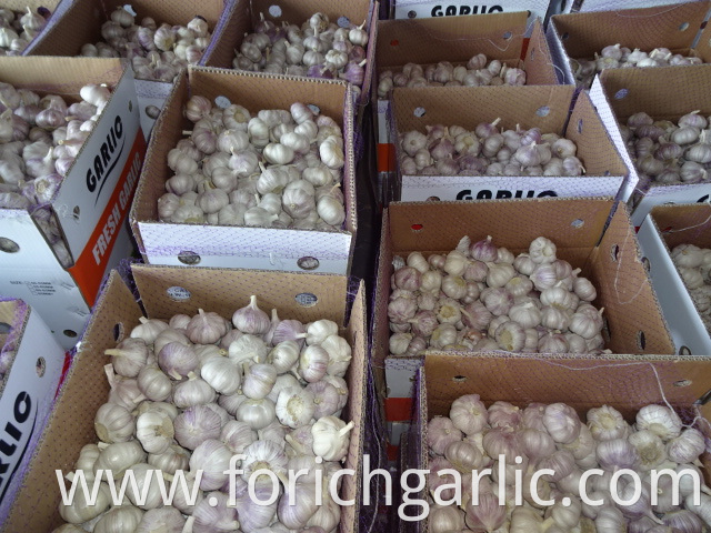 Normal White Garlic